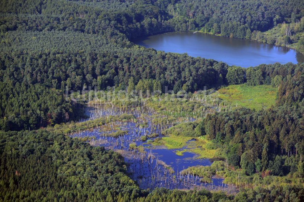 Luftbild Bernau - Waldgebiet am Plötzensee in Bernau im Bundesland Brandenburg