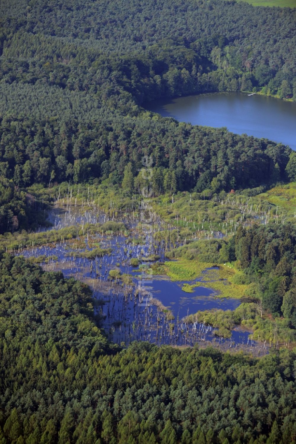 Bernau aus der Vogelperspektive: Waldgebiet am Plötzensee in Bernau im Bundesland Brandenburg