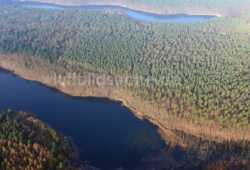 Groß Dölln aus der Vogelperspektive: Waldgebiete der Schorfheide am Ufer des Wuckersee bei Groß Dölln im Bundesland Brandenburg