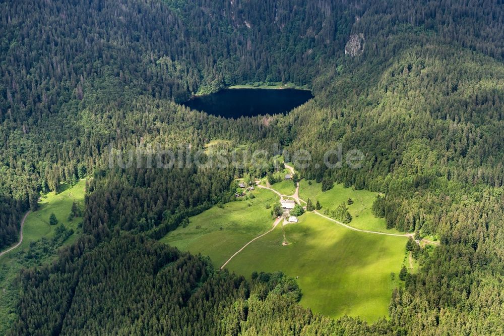 Hinterzarten von oben - Waldgebiete am Ufer des Feldsee in Hinterzarten im Bundesland Baden-Württemberg