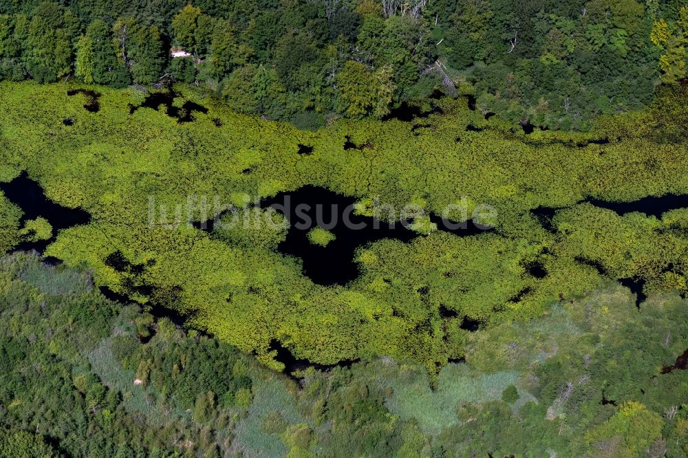 Meierwik aus der Vogelperspektive: Waldgebiete am Ufer Roikier See in Meierwik im Bundesland Schleswig-Holstein, Deutschland