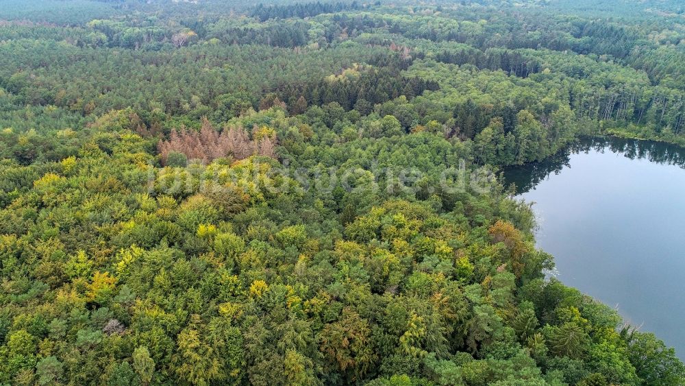 Treplin aus der Vogelperspektive: Waldgebiete am Ufer des See Großer Trepliner See in Treplin im Bundesland Brandenburg, Deutschland