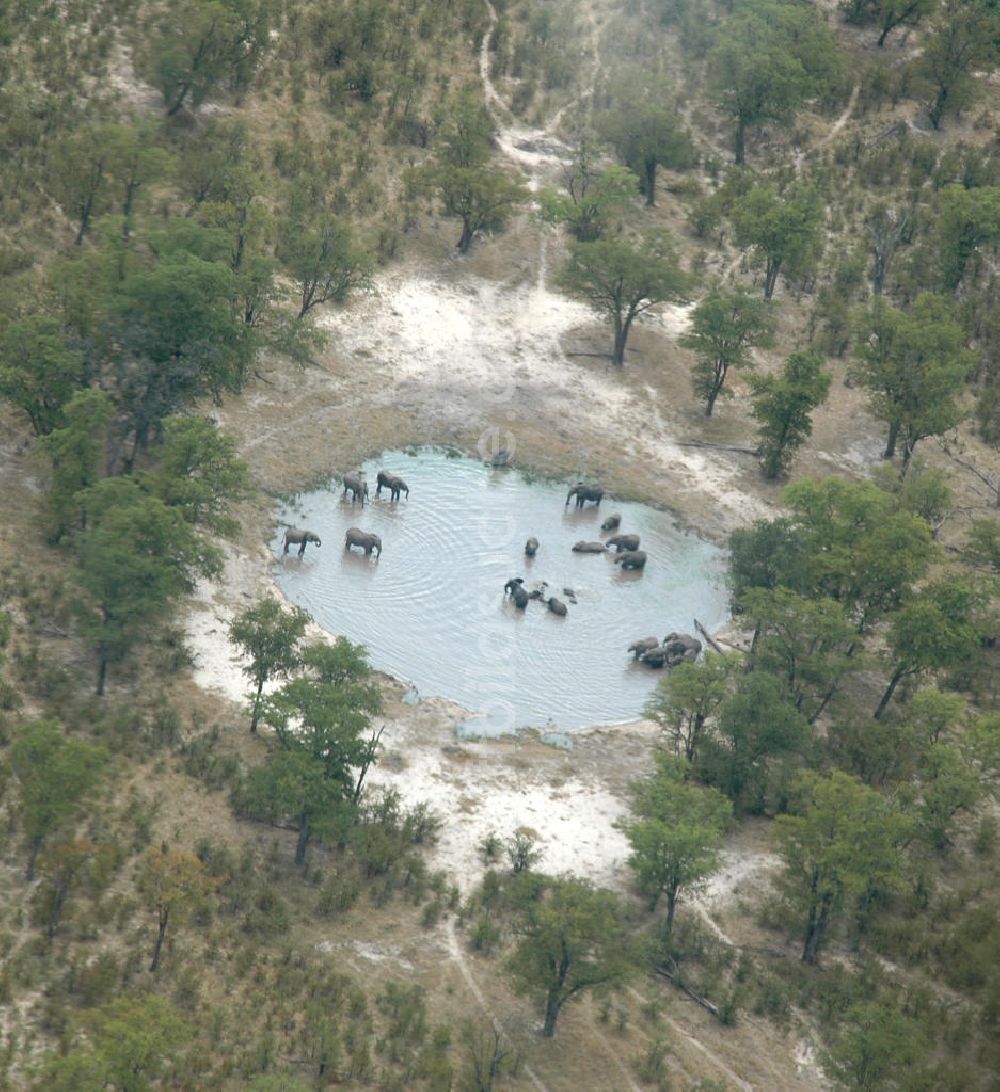 Luftbild Lefase - Wasserloch in Botsuana