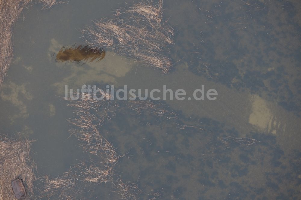 Rankwitz von oben - Wasseroberfläche an der Meeres- Küste der Ostsee in Rankwitz im Bundesland Mecklenburg-Vorpommern, Deutschland