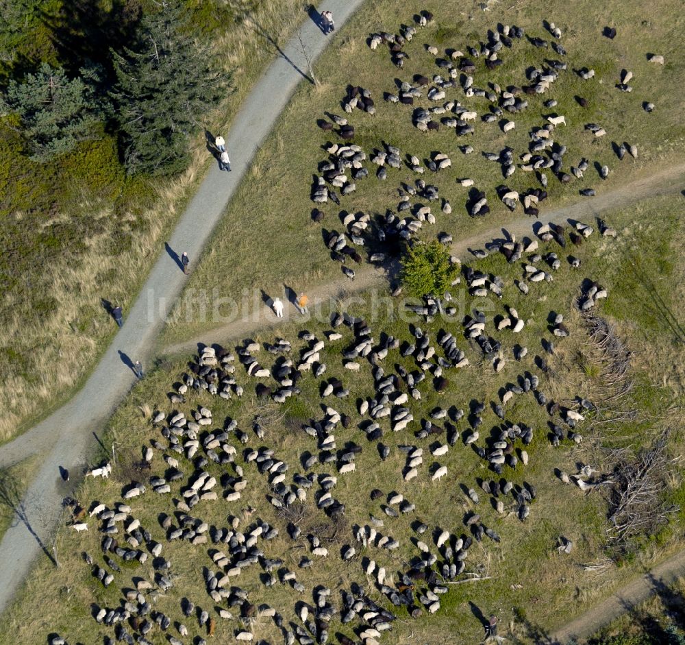 Luftbild Winterberg - Weidende Schafsherde auf dem Kahlen Asten bei Winterberg im Bundesland Nordrhein-Westfalen
