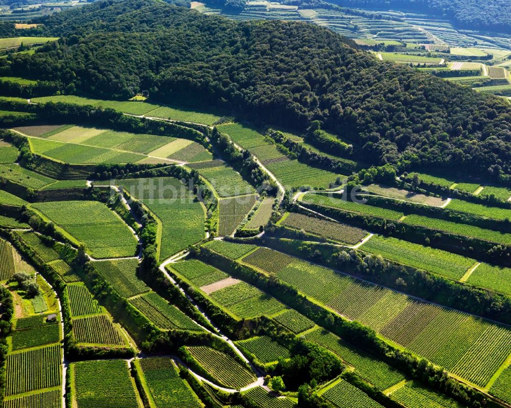 Luftaufnahme Vogtsburg im Kaiserstuhl i - Weinberg bei Vogtsburg im Kaiserstuhl i in Baden-Württemberg