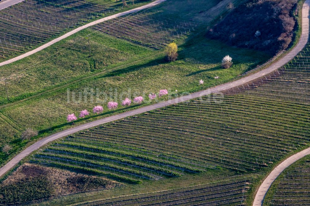 Luftaufnahme Gleiszellen-Gleishorbach - Weinberge am Haardtrand des Pfälzerwaldes in der Frühjahrsblüte der Mandelbäume in Gleiszellen-Gleishorbachim Bundesland Rheinland-Pfalz