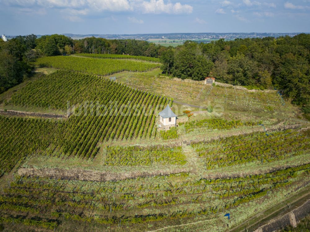 Meißen aus der Vogelperspektive: Weinberge in Meißen im Bundesland Sachsen, Deutschland