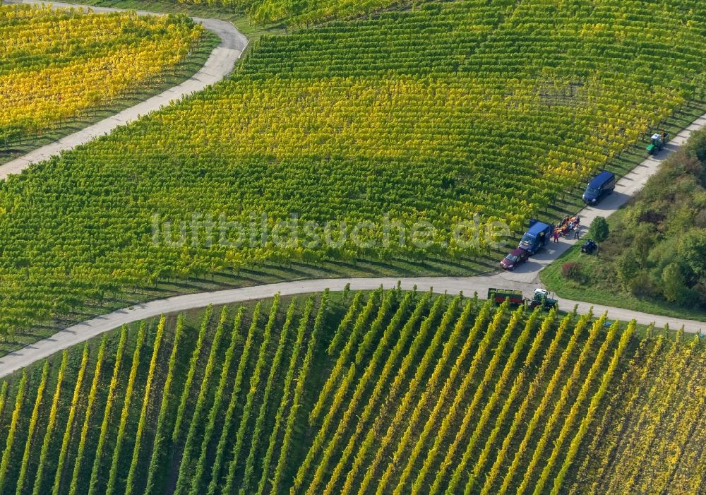 Luftbild Wellenstein - Weinberge und Reben - Reihen im Wein - Anbaugebiet bei Wellenstein in der Gemeinde Schengen im Großherzogtum Luxemburg