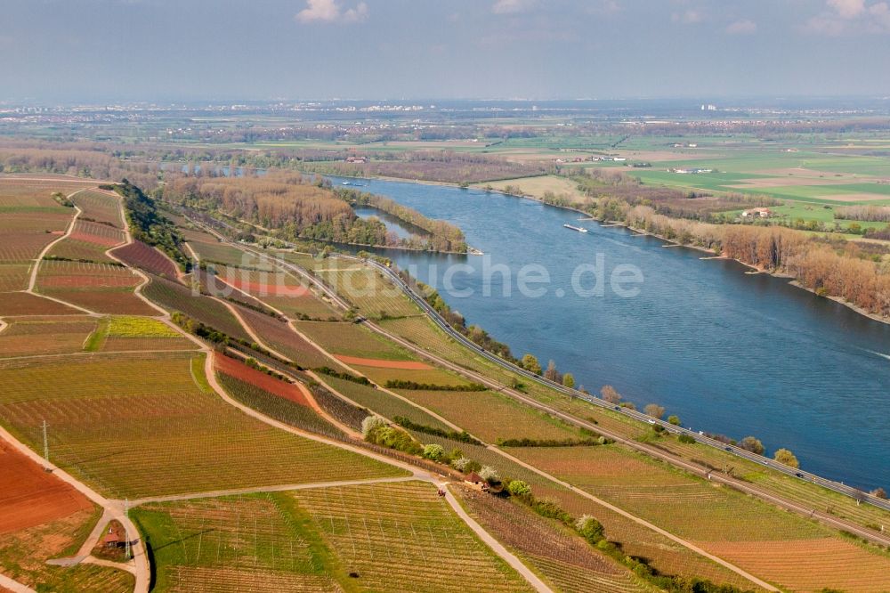 Nackenheim von oben - Weinberge am Ufer des Rhein im Ortsteil Rothenberg in Nackenheim im Bundesland Rheinland-Pfalz, Deutschland