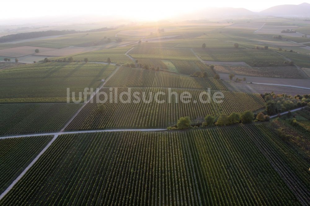 Billigheim-Ingenheim aus der Vogelperspektive: Weinbergs- Landschaft der Winzer- Gebiete in Billigheim-Ingenheim im Gegenlicht der untergehenden Sonne im Bundesland Rheinland-Pfalz