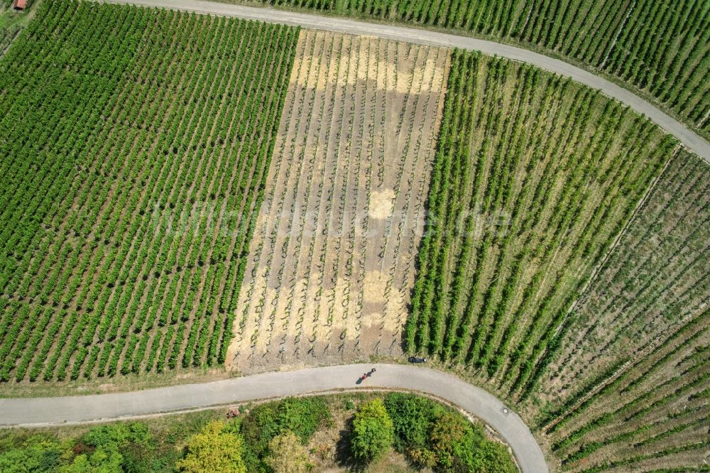 Luftaufnahme Korb - Weinbergs- Landschaft der Winzer- Gebiete in Korb im Bundesland Baden-Württemberg