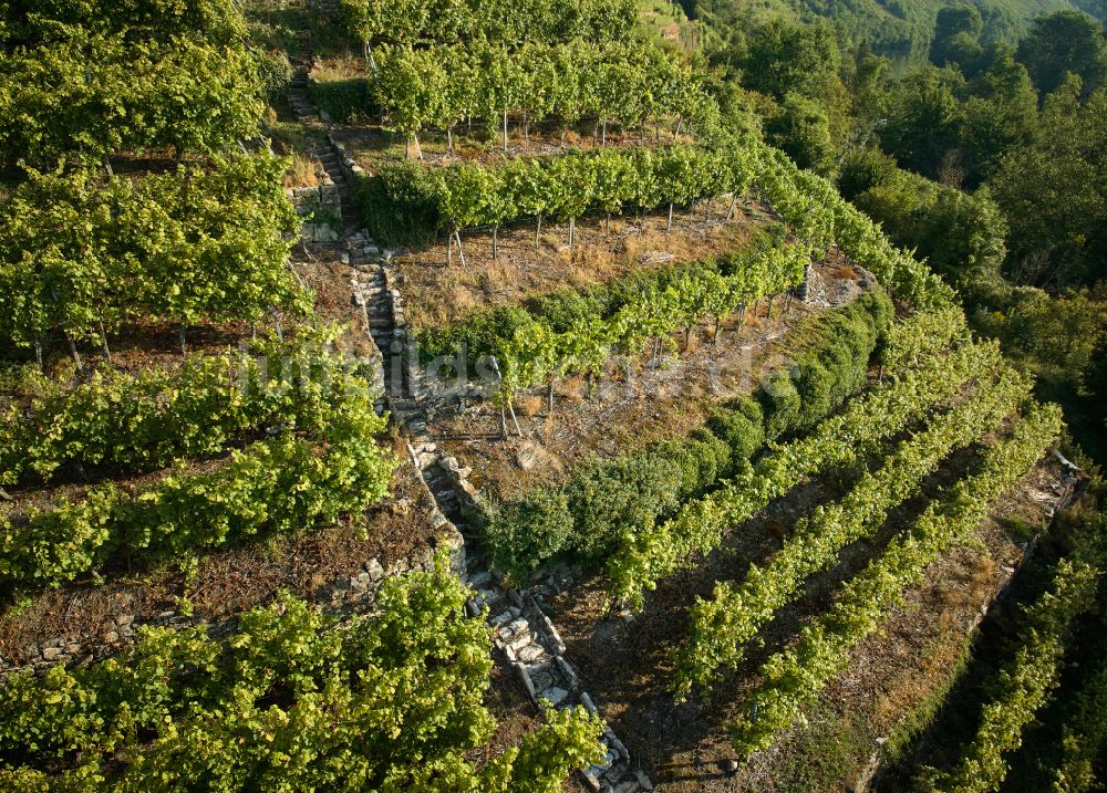 Ludwigsburg aus der Vogelperspektive: Weinbergs- Landschaft der Winzer- Gebiete in Ludwigsburg im Bundesland Baden-Württemberg, Deutschland