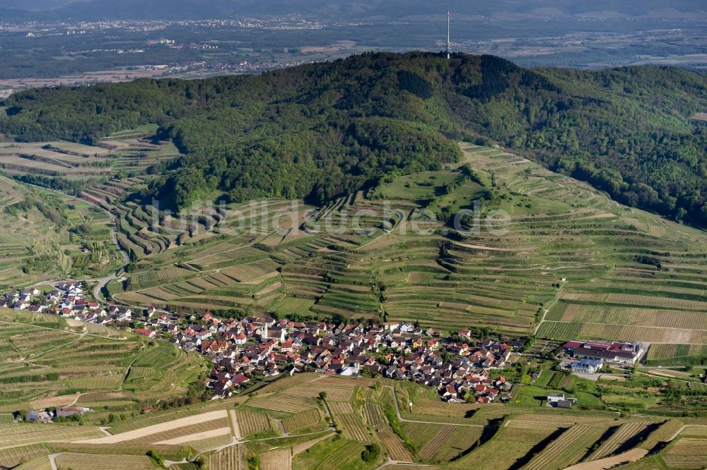 Oberbergen aus der Vogelperspektive: Weinbergs- Landschaft der Winzer- Gebiete in Oberbergen im Bundesland Baden-Württemberg