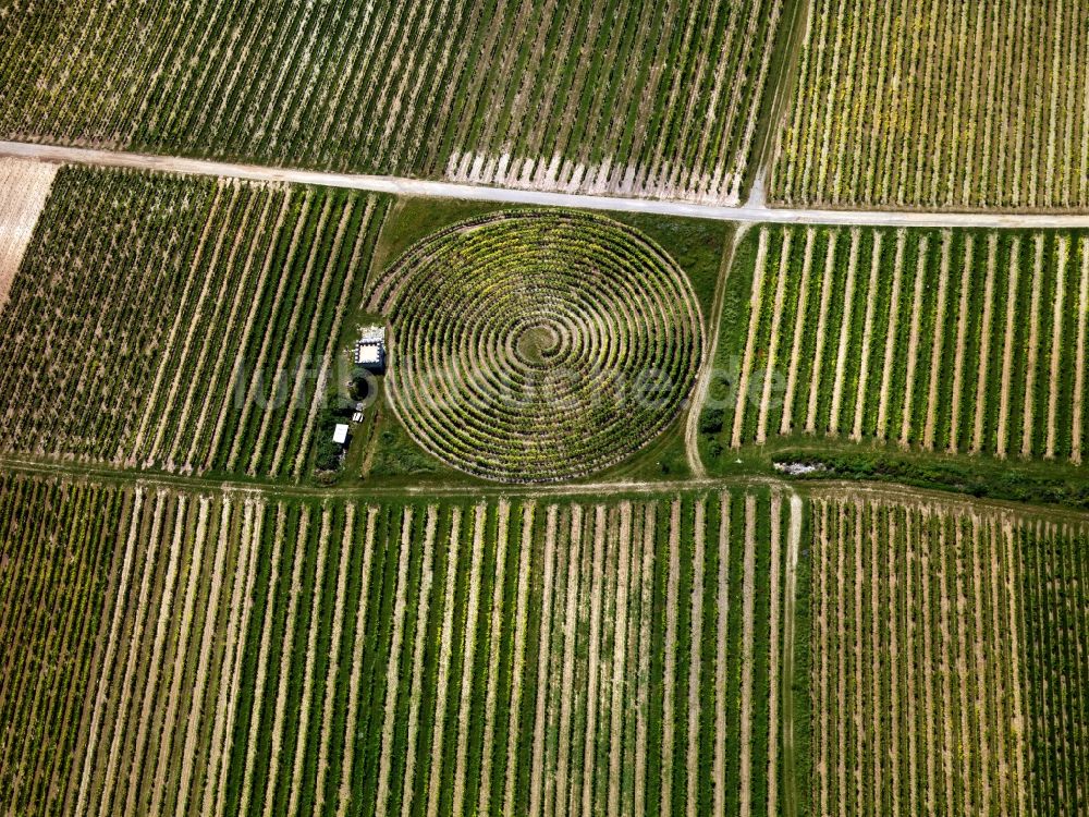 Luftbild Zell (Mosel) - Weinbergstrukturen bei Zell (Mosel) im Bundesland Rheinland-Pfalz