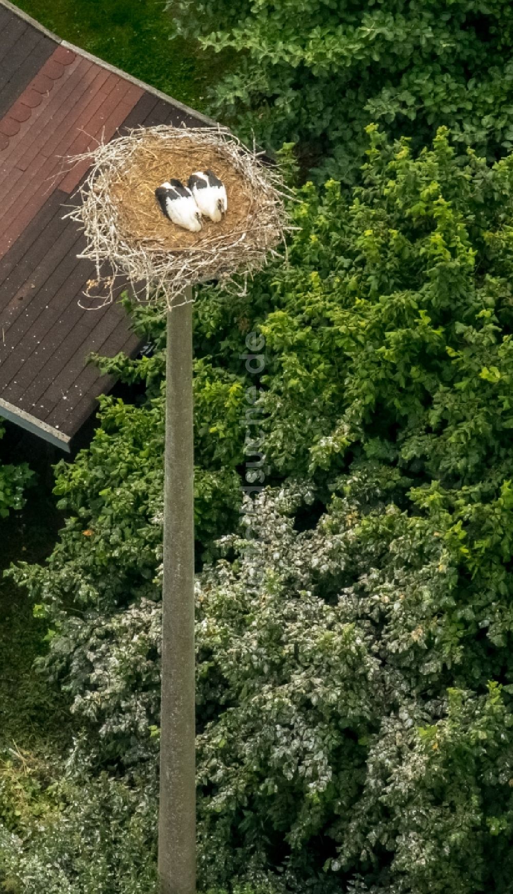 Luftbild Vipperow - Weißstorch-Nest mit Jungvögeln in Vipperow im Bundesland Mecklenburg-Vorpommern