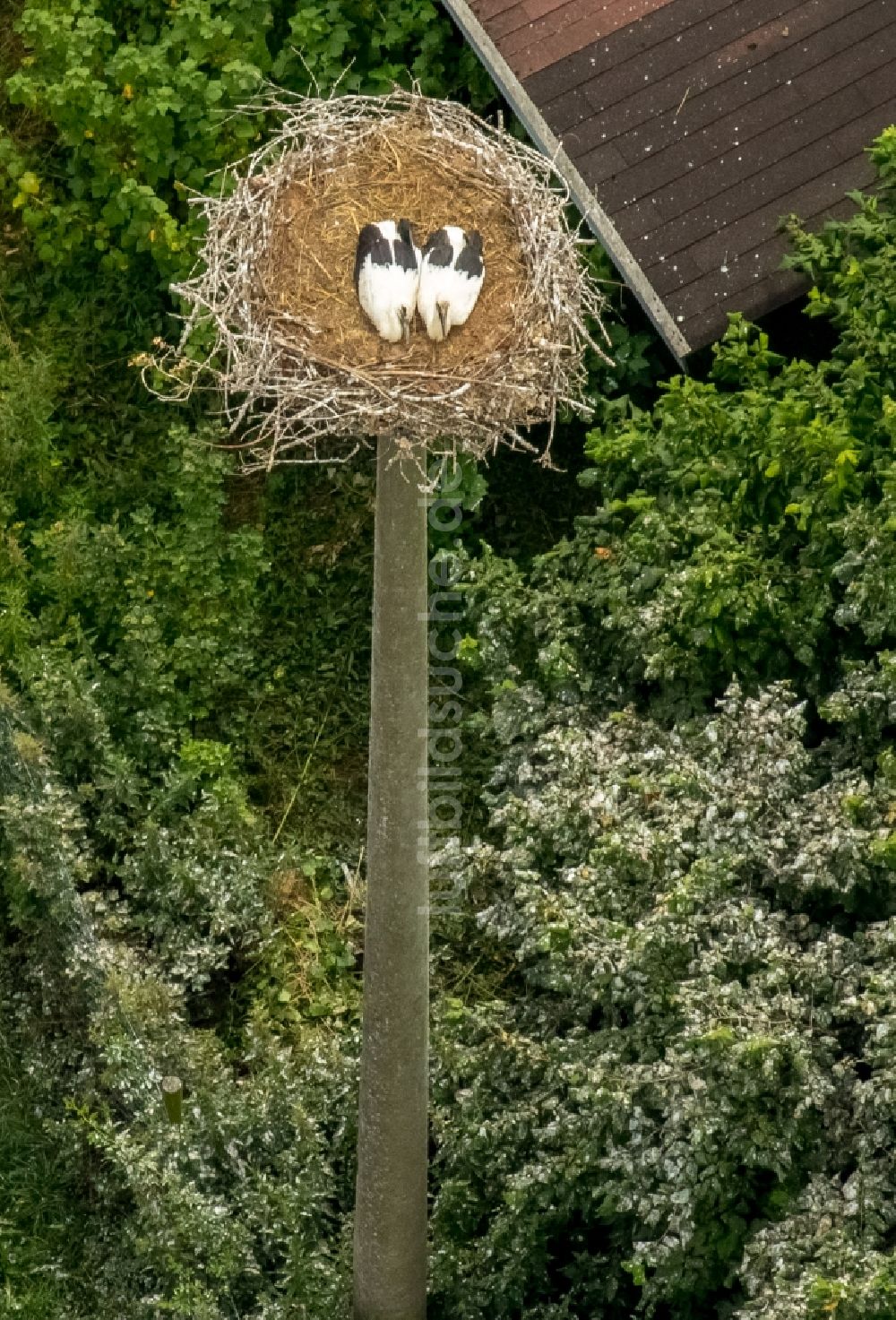 Luftaufnahme Vipperow - Weißstorch-Nest mit Jungvögeln in Vipperow im Bundesland Mecklenburg-Vorpommern