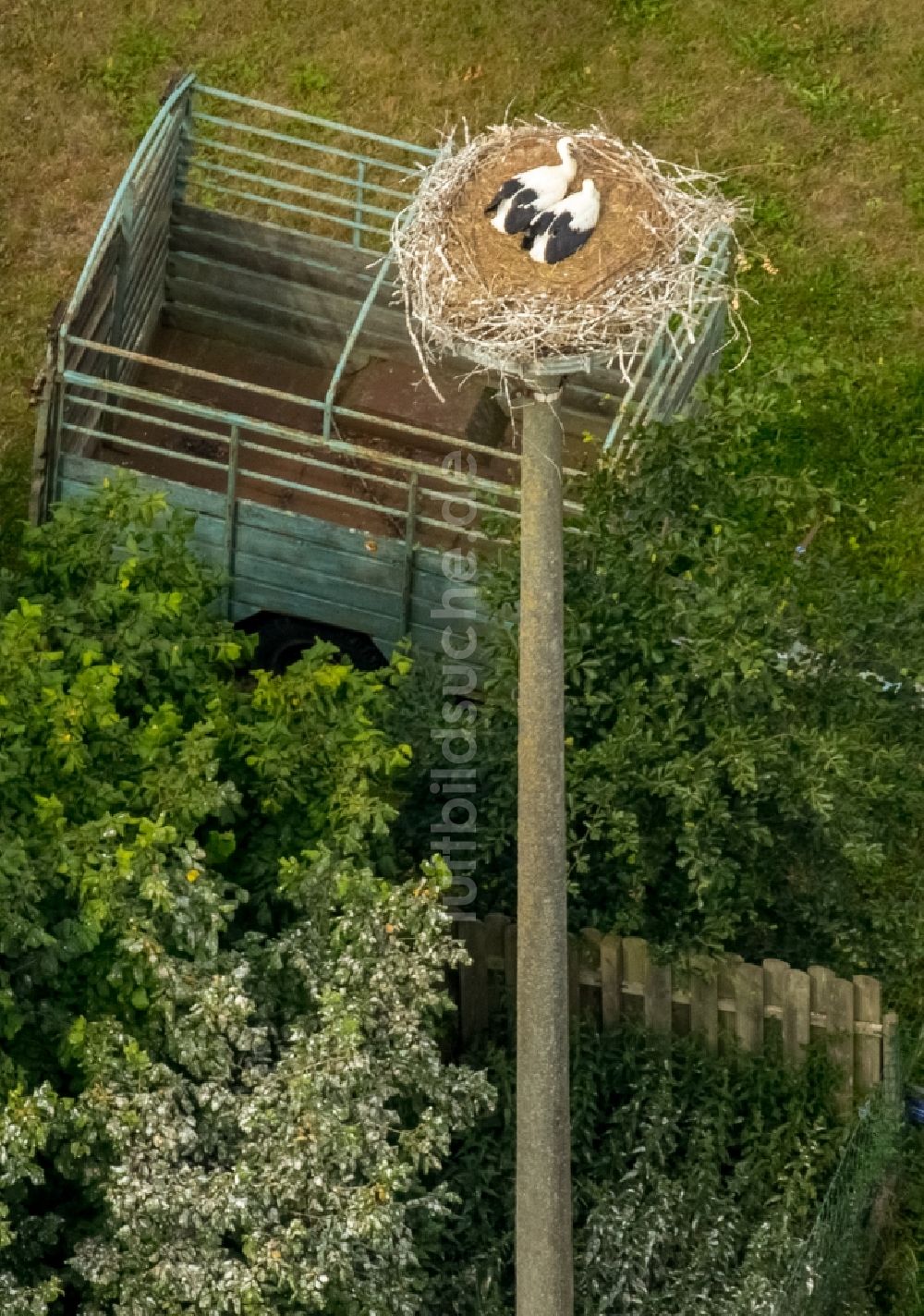 Vipperow von oben - Weißstorch-Nest mit Jungvögeln in Vipperow im Bundesland Mecklenburg-Vorpommern