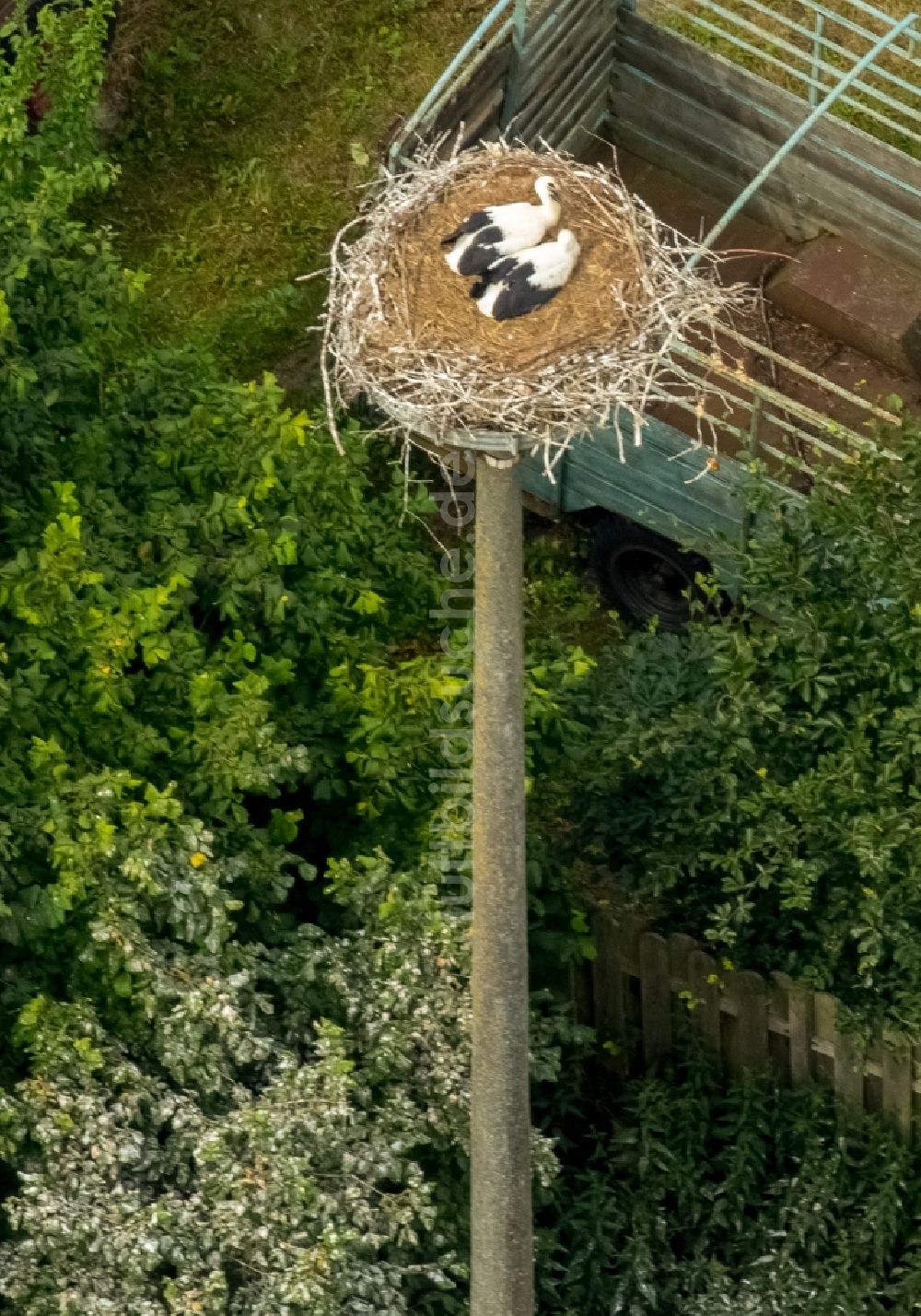 Vipperow aus der Vogelperspektive: Weißstorch-Nest mit Jungvögeln in Vipperow im Bundesland Mecklenburg-Vorpommern