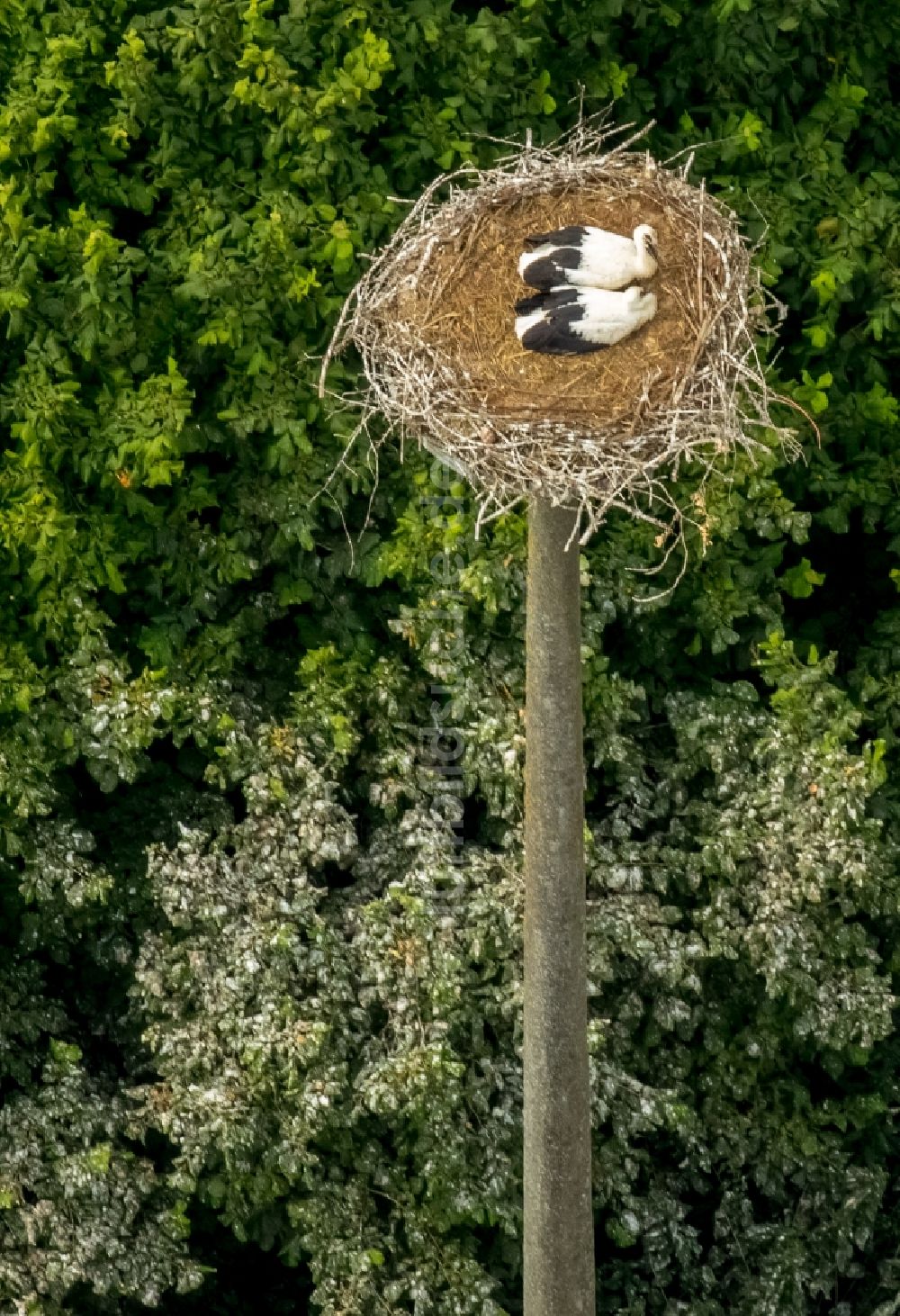 Luftbild Vipperow - Weißstorch-Nest mit Jungvögeln in Vipperow im Bundesland Mecklenburg-Vorpommern