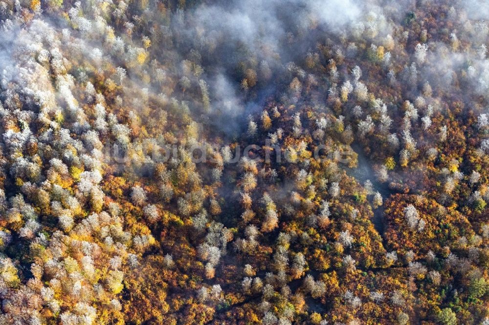 Bad Wildungen aus der Vogelperspektive: Wetterlage mit schichtartiger Nebel- Bedeckung über einem Waldgebiet an einem Herbstmorgen mit Raureif bedeckten Baumspitzen in Bad Wildungen im Bundesland Hessen, Deutschland