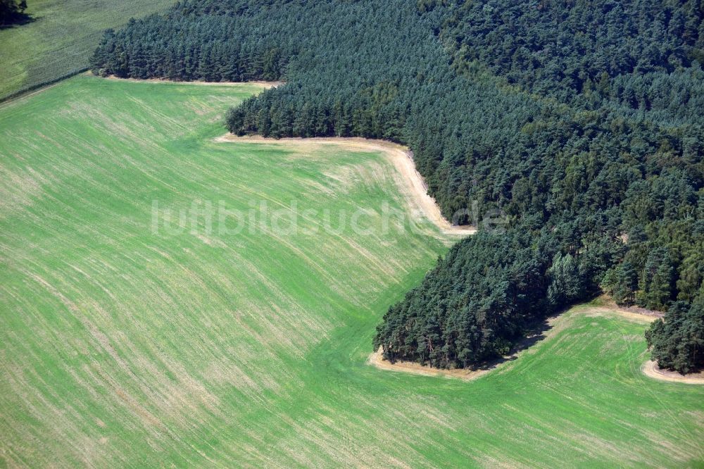 Ortrand aus der Vogelperspektive: Wiesen- Feld an einem Waldrand bei Ortrand im Bundesland Brandenburg