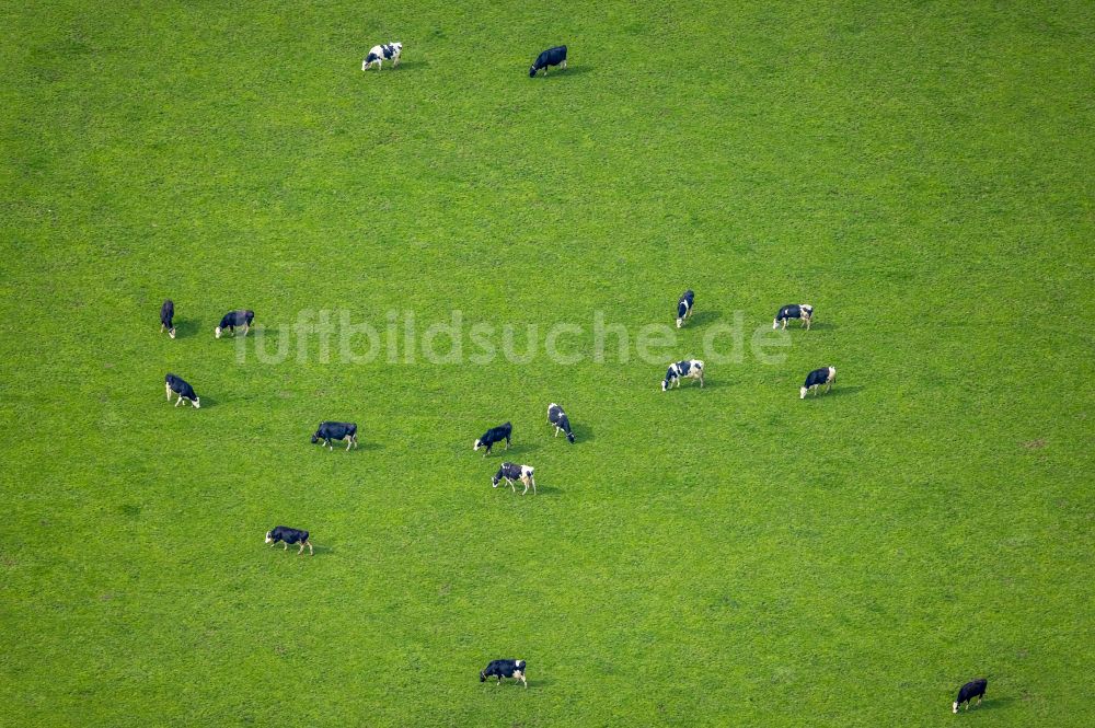 Luftaufnahme Emmerich am Rhein - Wiesen- Weide mit Kuh - Herde in Borghees im Bundesland Nordrhein-Westfalen, Deutschland