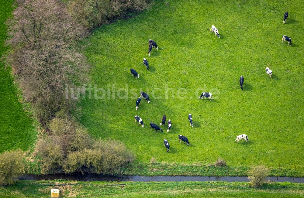 Emmerich am Rhein von oben - Wiesen- Weide mit Kuh - Herde in Borghees im Bundesland Nordrhein-Westfalen, Deutschland