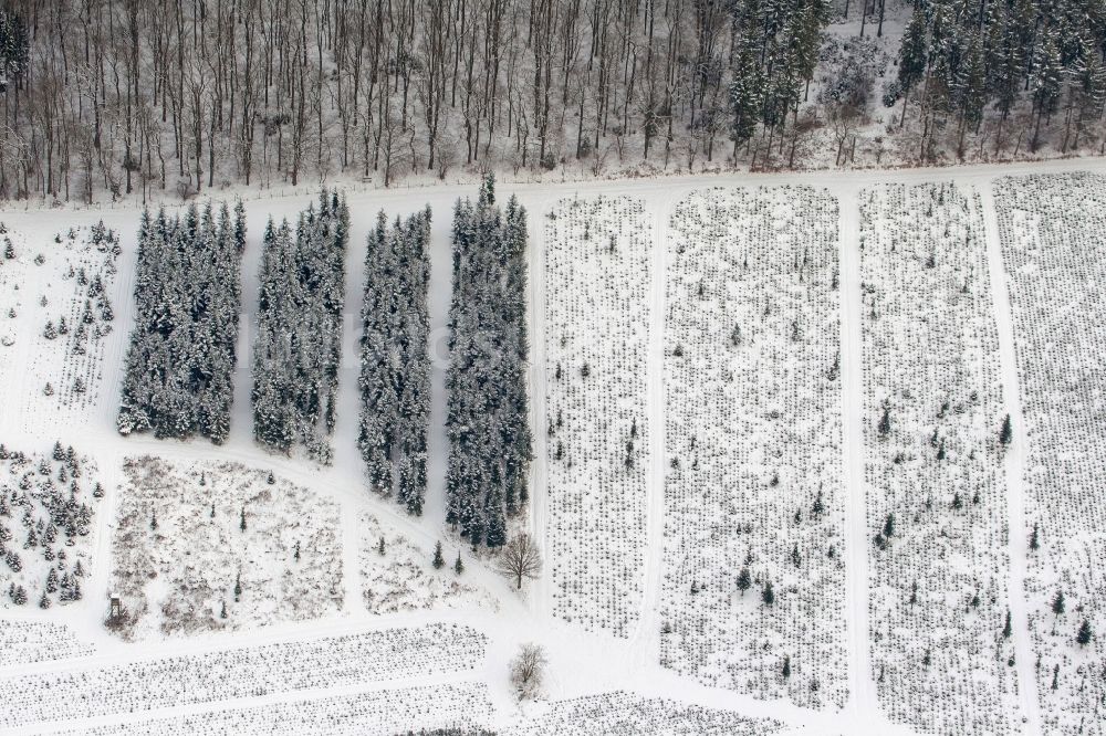 Luftaufnahme Arnsberg - Winter- Landschaft der Reihen der Schonung einer Baumschule bei Arnsberg im Bundesland Nordrhein-Westfalen NRW