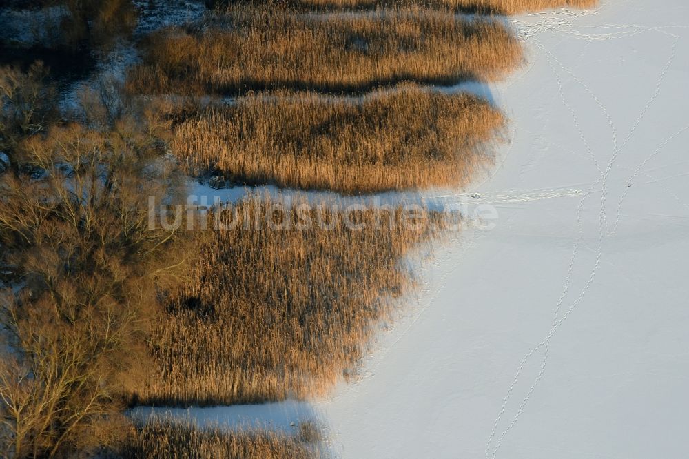 Päwesin von oben - Winterlich schnee- und eisbedeckte Schilfflächen der See- Uferbereiche in Bollmannsruh im Bundesland Brandenburg