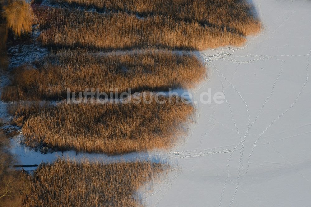 Päwesin aus der Vogelperspektive: Winterlich schnee- und eisbedeckte Schilfflächen der See- Uferbereiche in Bollmannsruh im Bundesland Brandenburg