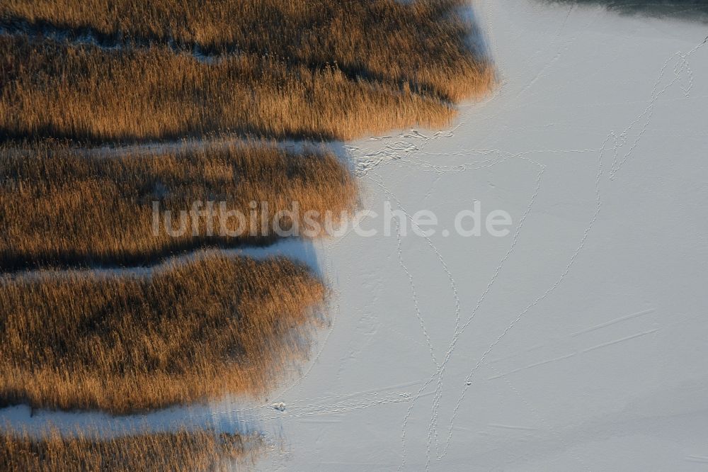 Luftbild Päwesin - Winterlich schnee- und eisbedeckte Schilfflächen der See- Uferbereiche in Bollmannsruh im Bundesland Brandenburg