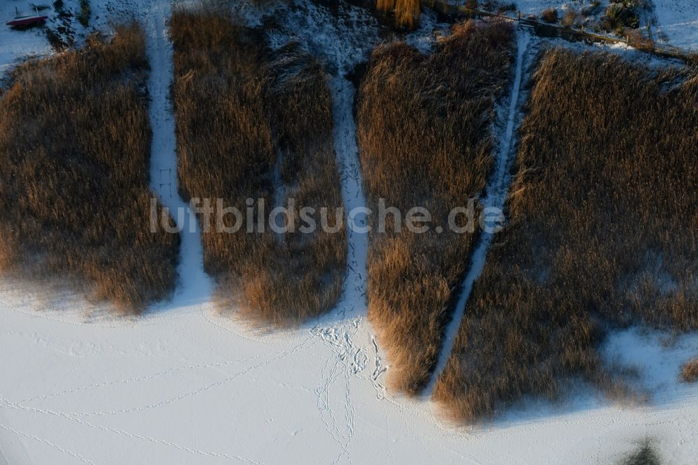 Päwesin von oben - Winterlich schnee- und eisbedeckte Schilfflächen der See- Uferbereiche in Bollmannsruh im Bundesland Brandenburg