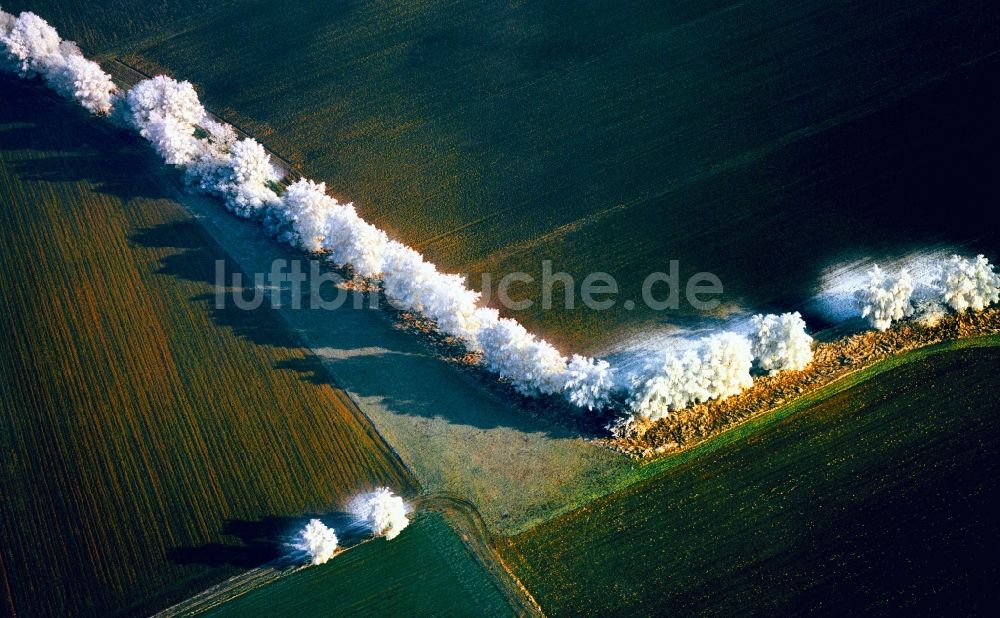 Luftaufnahme Wertingen - Winterlich vereiste Baum Landschaft auf einem Feld bei Wertingen im Bundesland Bayern