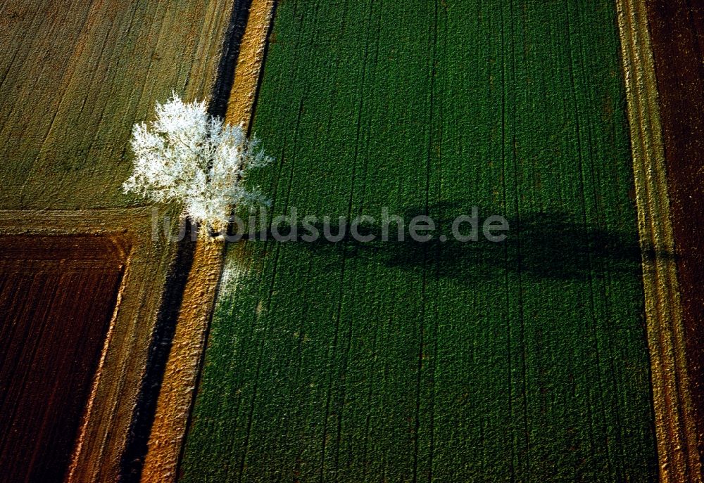 Wertingen von oben - Winterlich vereiste Baum Landschaft auf einem Feld bei Wertingen im Bundesland Bayern