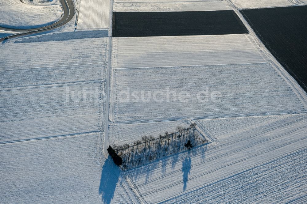 Scharnhausen aus der Vogelperspektive: Winterluftbild Baum- Insel auf einem Feld in Scharnhausen im Bundesland Baden-Württemberg, Deutschland