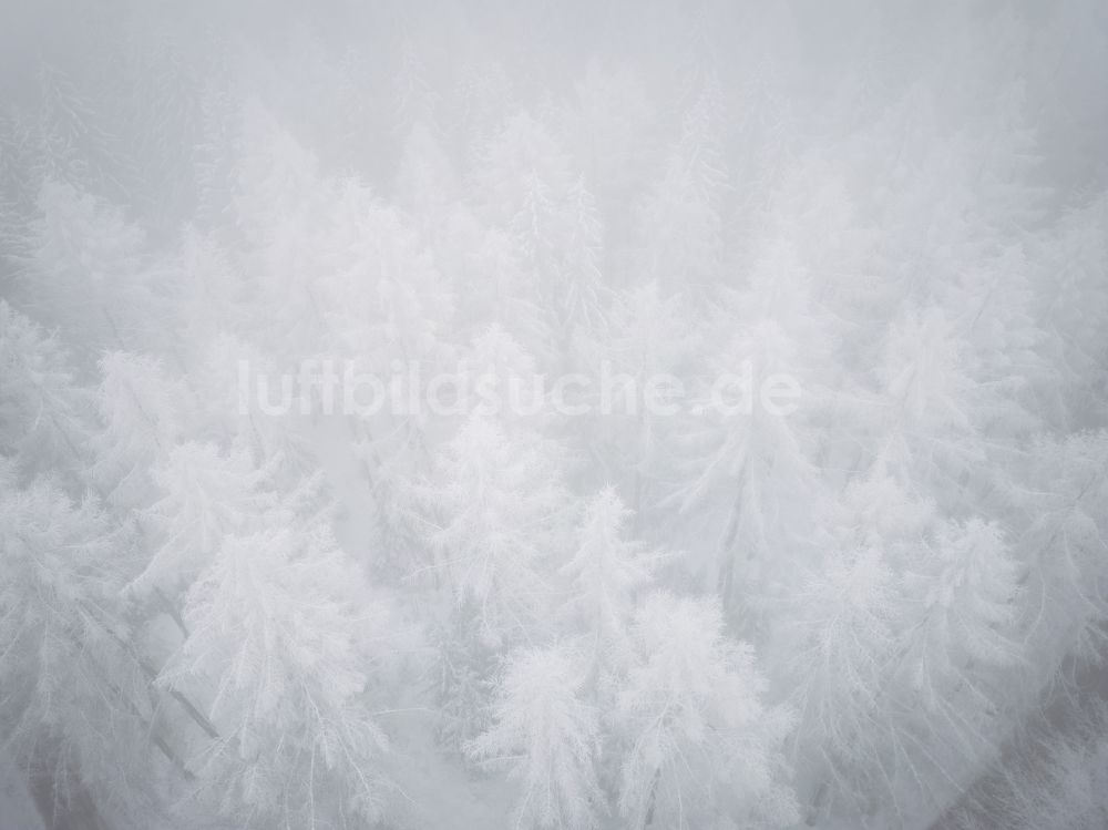 Luftbild Gelenau/Erzgeb. - Winterluftbild Baumspitzen in einem Waldgebiet in Gelenau/Erzgeb. im Bundesland Sachsen, Deutschland