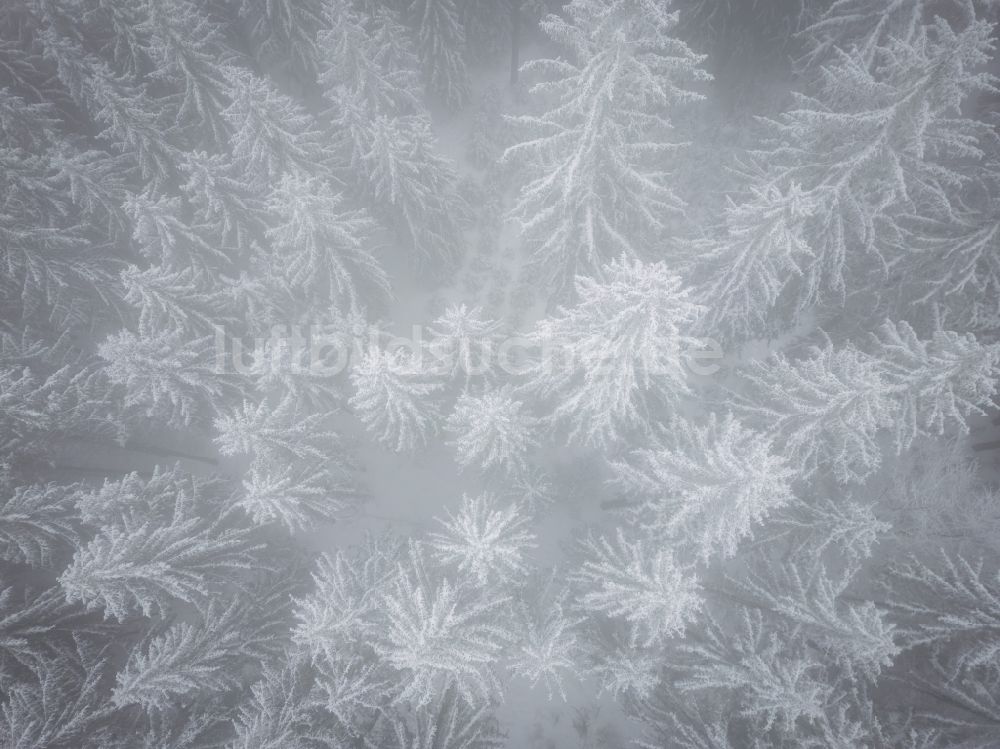 Luftaufnahme Gelenau/Erzgeb. - Winterluftbild Baumspitzen in einem Waldgebiet in Gelenau/Erzgeb. im Bundesland Sachsen, Deutschland