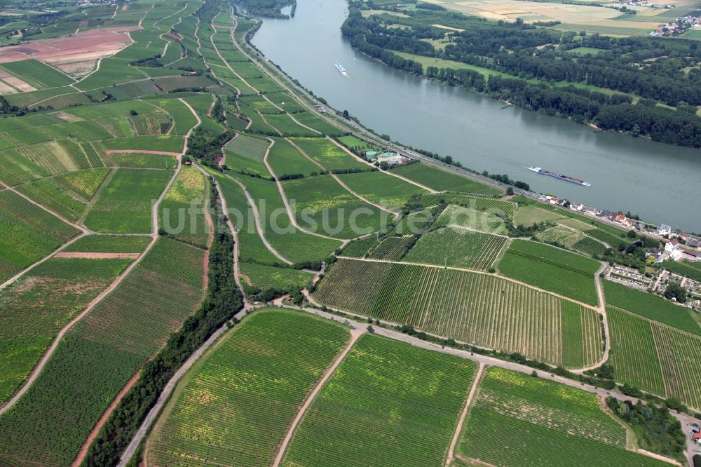 Nierstein aus der Vogelperspektive: Winzer- Rebenreihen auf den Weinbergen an den Hängen der Ufer des Rheins bei Nierstein in Rheinland-Pfalz