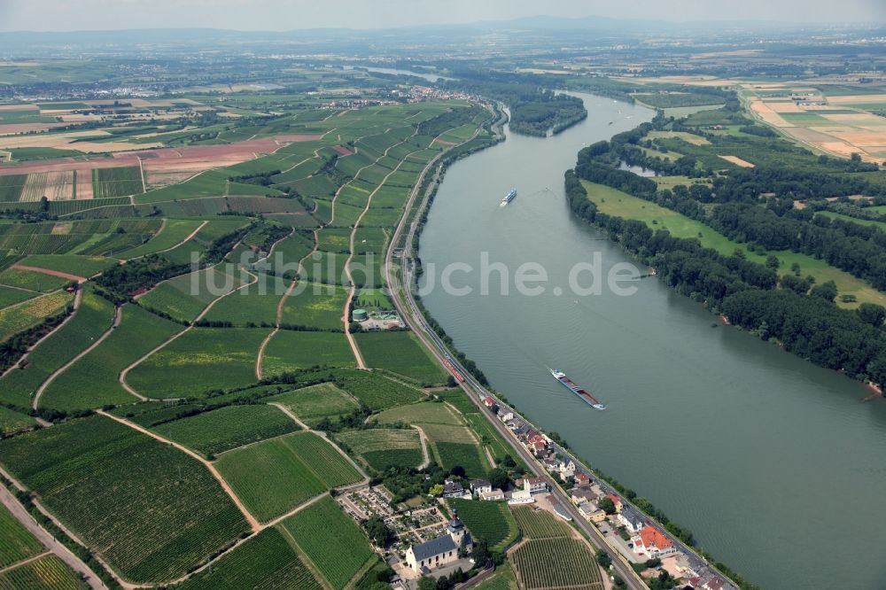 Luftbild Nierstein - Winzer- Rebenreihen auf den Weinbergen an den Hängen der Ufer des Rheins bei Nierstein in Rheinland-Pfalz