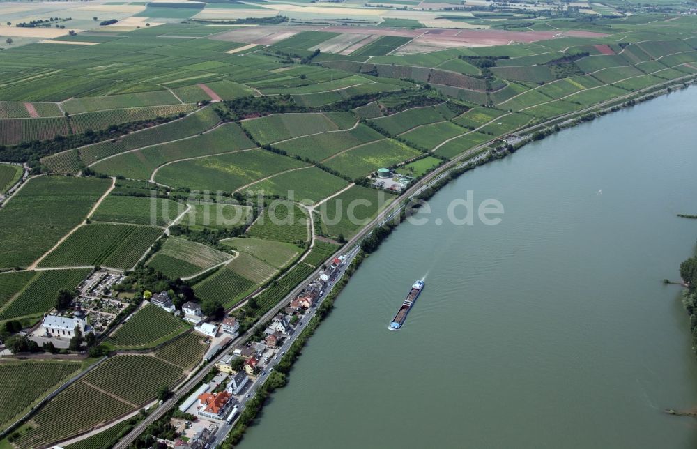 Luftaufnahme Nierstein - Winzer- Rebenreihen auf den Weinbergen an den Hängen der Ufer des Rheins bei Nierstein in Rheinland-Pfalz