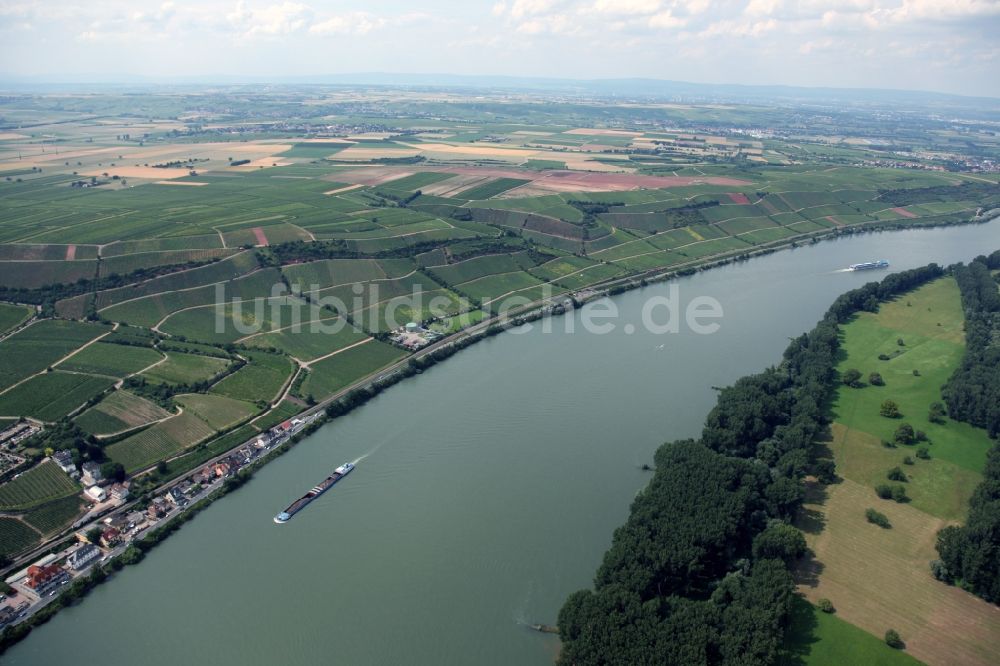 Nierstein von oben - Winzer- Rebenreihen auf den Weinbergen an den Hängen der Ufer des Rheins bei Nierstein in Rheinland-Pfalz