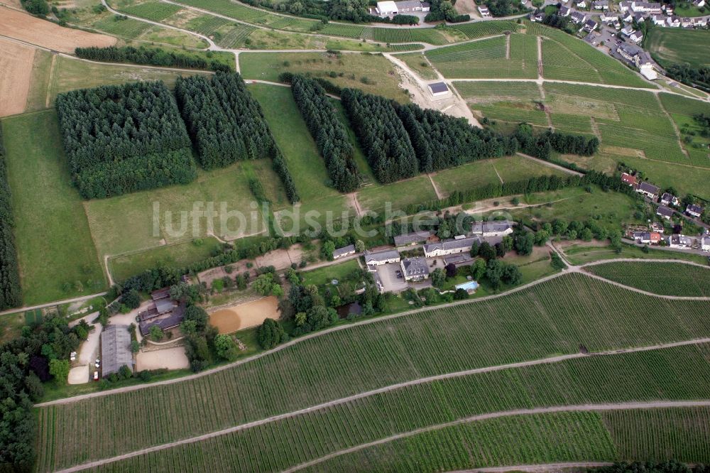 Trier Eitelsbach aus der Vogelperspektive: Winzerbertriebe an den Weinbergen am Stadtrand von Trier Eitelsbach im Bundesland Rheinland-Pfalz