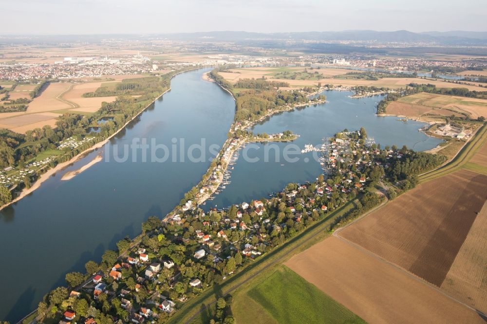 Eich von oben - Wochenendhausgebiet und Uferbereiche Eicher See am Rhein im Ortsteil Eicher See in Eich im Bundesland Rheinland-Pfalz