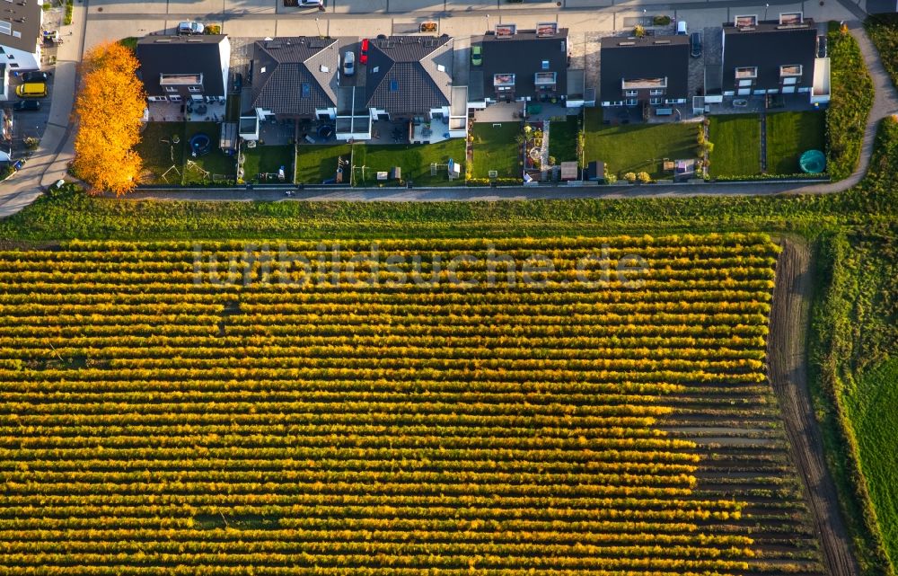 Gladbeck von oben - Wohngebiet einer Einfamilienhaus- Siedlung an der Lottenstraße und einem herbstlichen Feld in Gladbeck im Bundesland Nordrhein-Westfalen