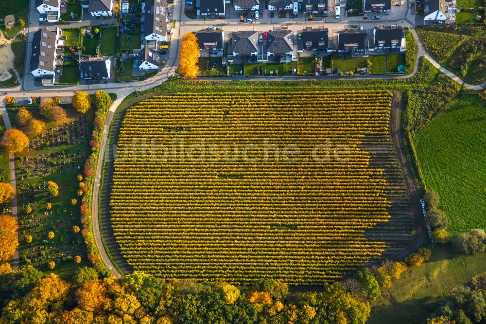 Gladbeck von oben - Wohngebiet und herbstliche Umgebung im Verlauf der Hegestraße im Westen von Gladbeck im Bundesland Nordrhein-Westfalen