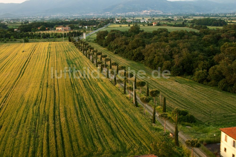 Castroncello aus der Vogelperspektive: Zypressenallee, Baumreihe an einer Landstraße an einem Feldrand in Castroncello in Toscana, Italien