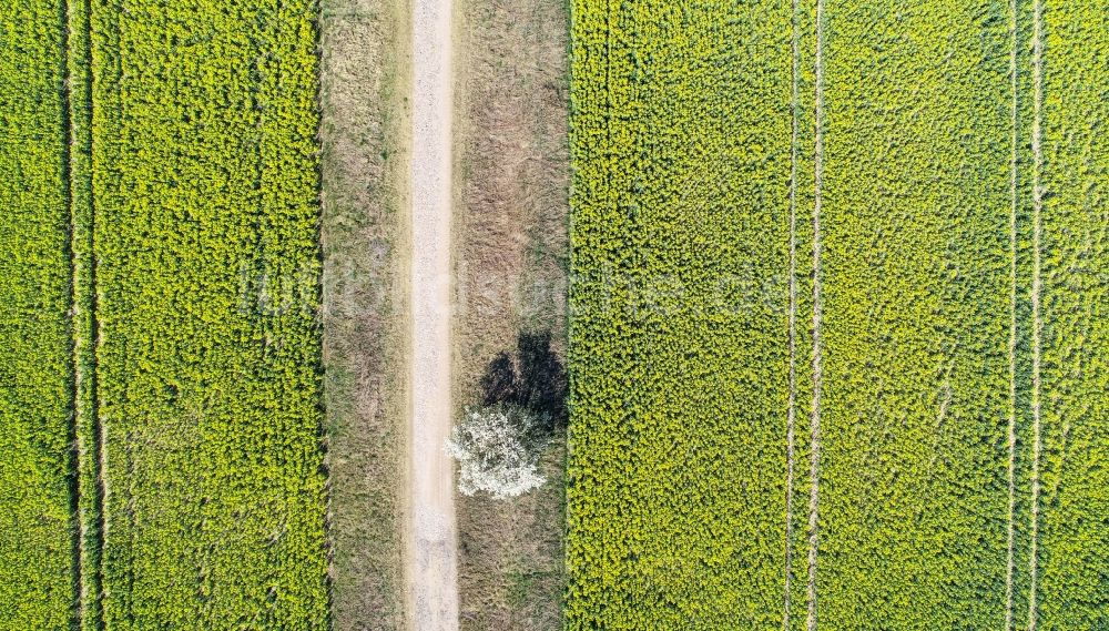 Senkrecht-Luftbild Arensdorf - Senkrechtluftbild Baum an einem Feldrand in Arensdorf im Bundesland Brandenburg, Deutschland