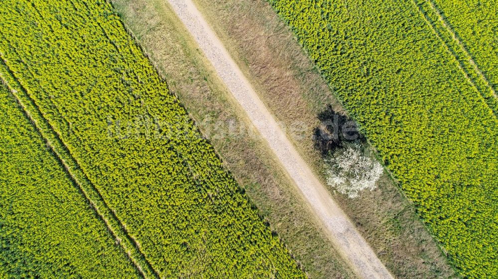 Senkrecht-Luftbild Arensdorf - Senkrechtluftbild Baum an einem Feldrand in Arensdorf im Bundesland Brandenburg, Deutschland