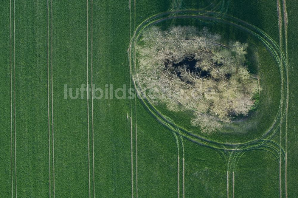 Senkrecht-Luftbild Großwoltersdorf - Senkrechtluftbild Baum- Insel auf einem Feld in Großwoltersdorf im Bundesland Brandenburg, Deutschland